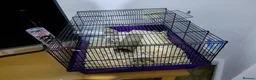 Hamster rodents for sale: Hamster and cage free to good home in Tamworth - Advert 3
