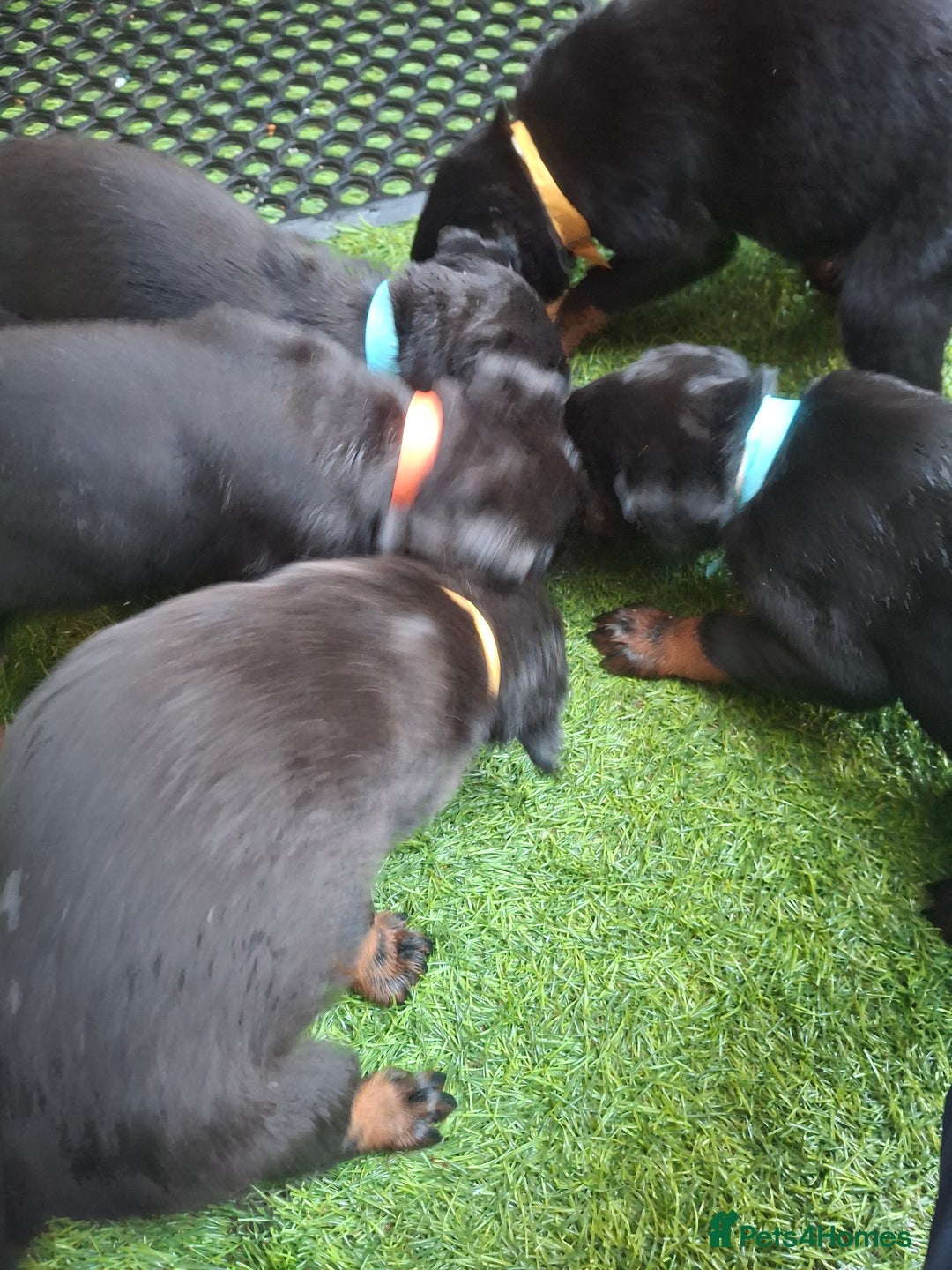 Dobermann dogs for sale: Rottweiler/Doberman  - Image 11