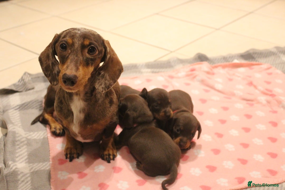 Miniature Dachshund dogs for sale: Miniature Dachshund Puppies  - Advert 1