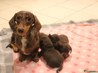 Miniature Dachshund dogs Miniature Dachshund Puppies - Advert 1