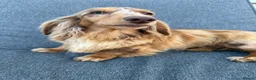 Miniature Dachshund dogs for sale: Mini long haired dachshund  in Maidstone - Advert 4