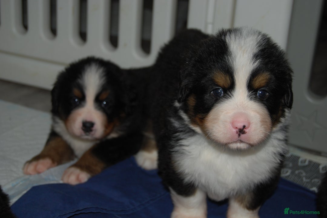 Bernese Mountain Dog dogs for sale: Beautiful pups from fully health tested patents - Image 2