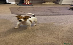 Jack Russell dogs for sale: READY NOW Beautiful jack Russell terrier puppies  - Advert 4
