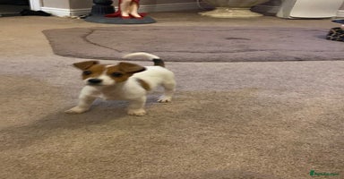 Jack Russell dogs READY NOW Beautiful jack Russell terrier puppies  - Advert 3