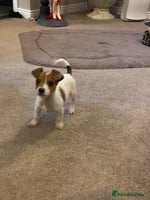 Jack Russell dogs READY NOW Beautiful jack Russell terrier puppies - Advert 3