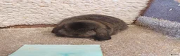 Mini Lop rabbits for sale: Last Minilop Buck ready to reserve  - Advert 5