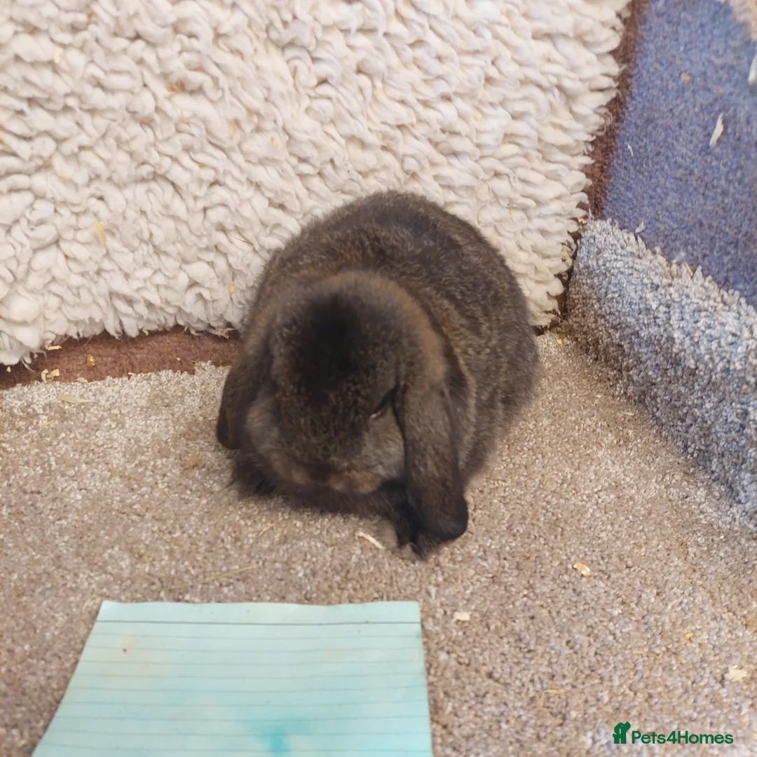 Mini Lop rabbits for sale: Last Minilop Buck ready to reserve  - Advert 5
