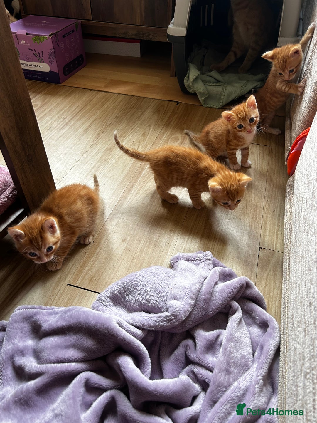 Ragdoll cats for sale: Ragdoll mixed tabby Ginger kittens - Image 7