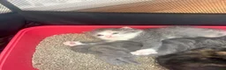 Mixed Breed cats for sale: Cute Fluffy Kittens  - Advert 2