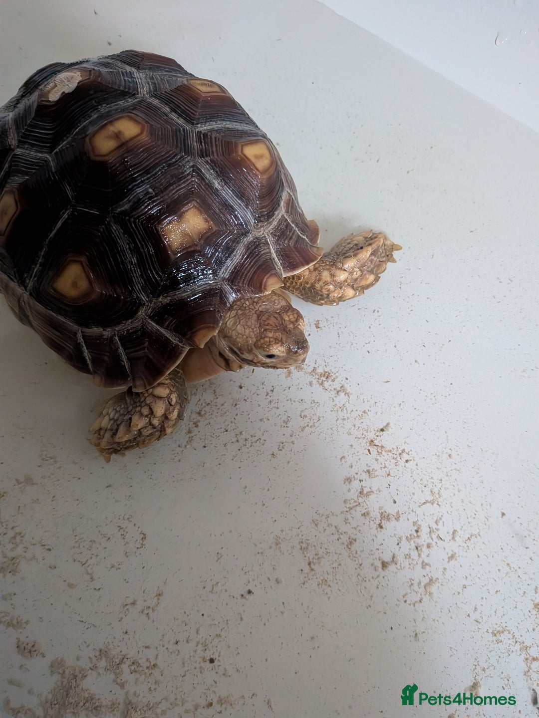 Tortoise reptiles for sale: 2 x 1 year old sulcata tortoises sold Separately  - Advert 5