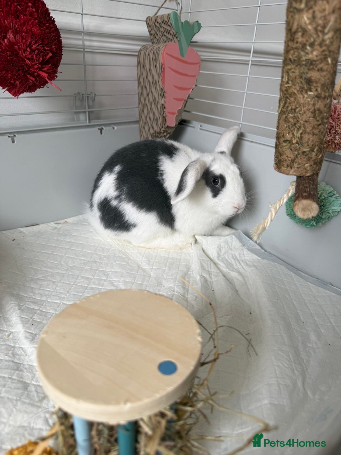 Mixed Breed rabbits for sale: Mix breed rabbit  in Liverpool - Advert 1