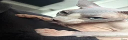 Sphynx cats for sale: Beautiful male and female  - Advert 7