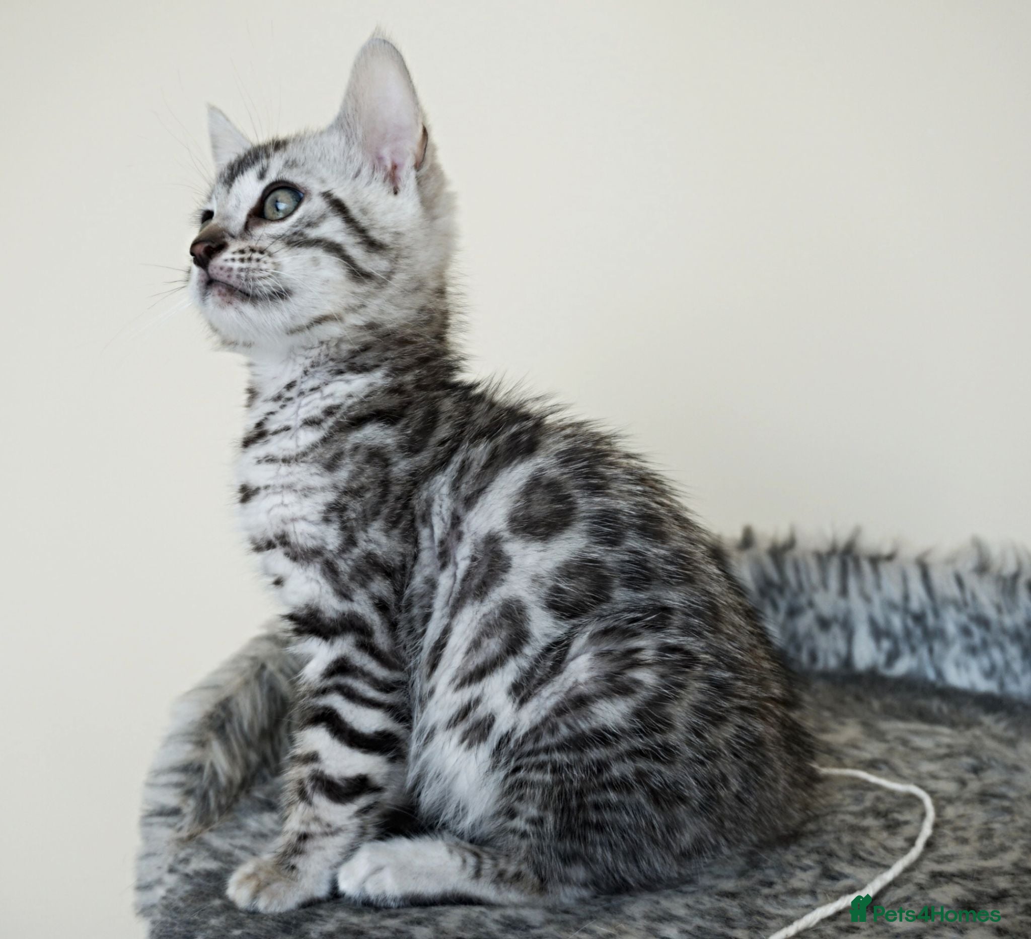 Bengal cats Ready Gorgeous Bengal Boy Kitten - Advert 15