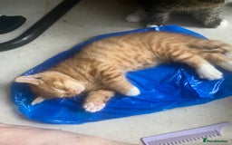 British Shorthair cats for sale: Lovely Girls 🥰 - Advert 5