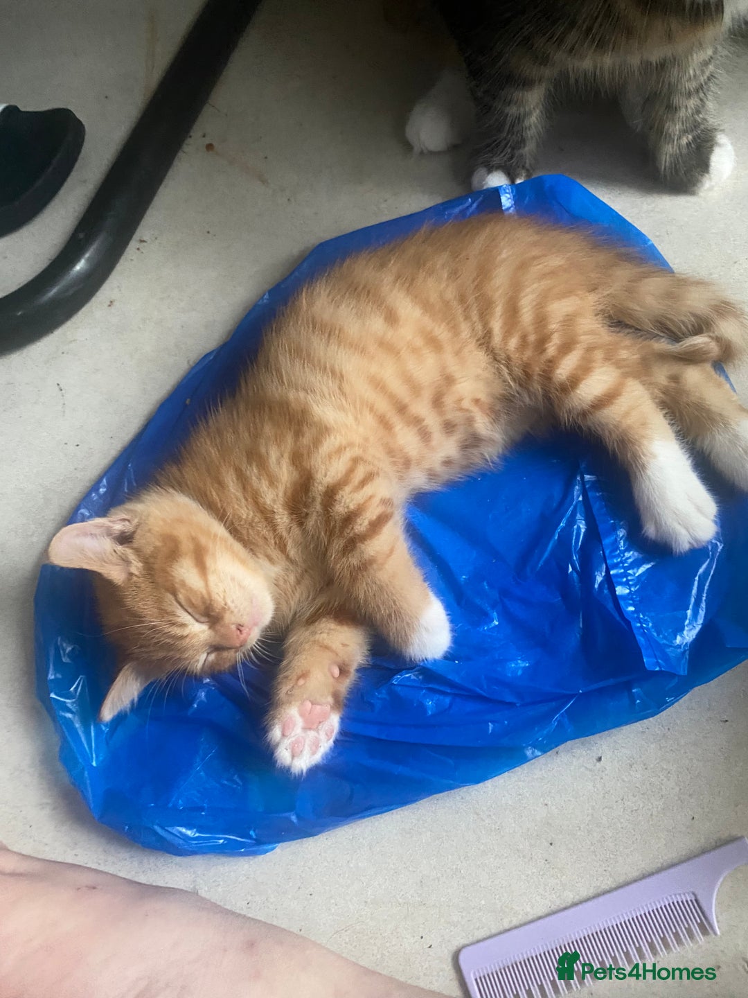 British Shorthair cats for sale: Lovely Girls 🥰 - Advert 5