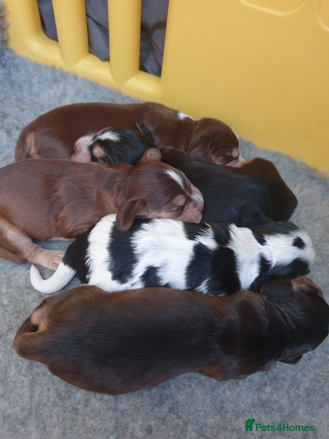 Cocker Spaniel dogs for stud: KC Sable Show Cocker STUD champ lines in Sandbach - Advert 8