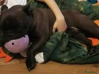 Mixed Breed dogs Pair of Frenchies - Advert 1