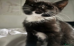 Mixed Breed cats for sale: Two 9 week old kittens🐈‍⬛🐈 - Image 3