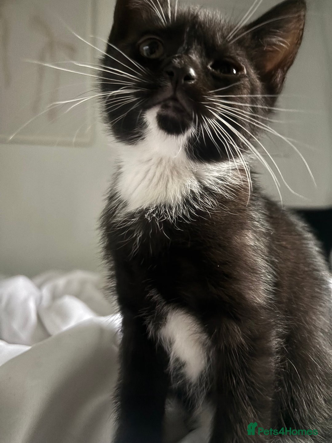 Mixed Breed cats for sale: Two 9 week old kittens🐈‍⬛🐈 - Image 3