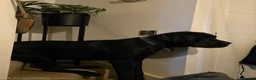 Mixed Breed dogs for sale: Odin is looking for his forever home  - Advert 7