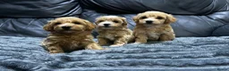 Maltipoo dogs for sale: ❤️🐶 Beautiful maltipoo litter 🐶❤️ - Advert 9