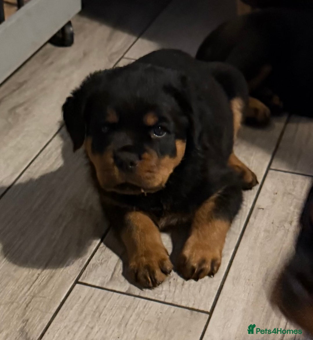 Rottweiler dogs for stud: KC ROTTWEILER FOR STUD  - Advert 7