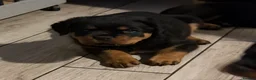 Rottweiler dogs for stud: KC ROTTWEILER FOR STUD  - Advert 7