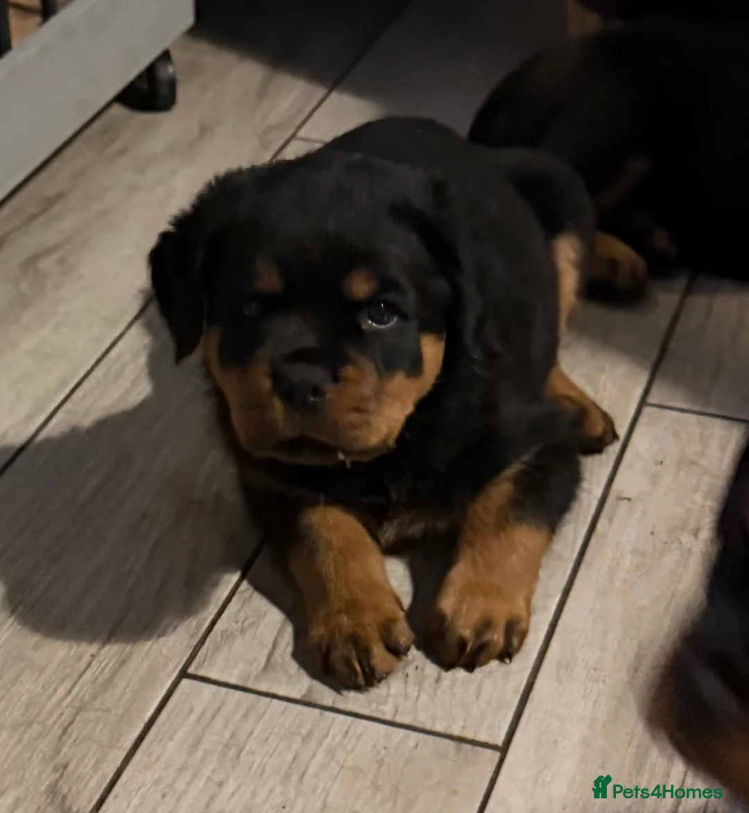 Rottweiler dogs for stud: KC ROTTWEILER FOR STUD  - Advert 7