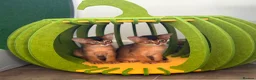 Abyssinian cats for sale: LAST TWO ABYSSINIAN MALE - Advert 6