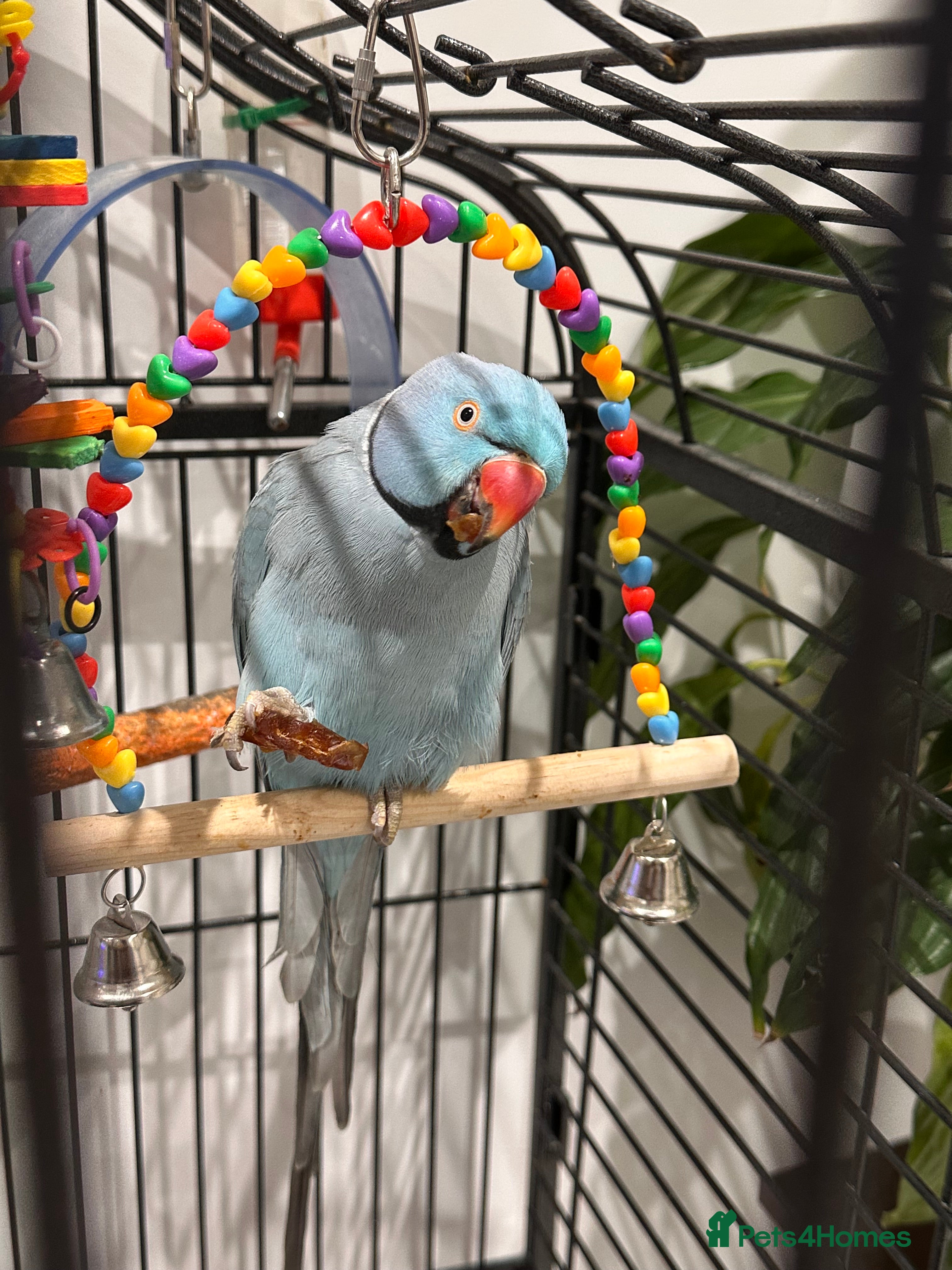 Ringnecks birds Indian Ringneck Parrot  - Advert 20