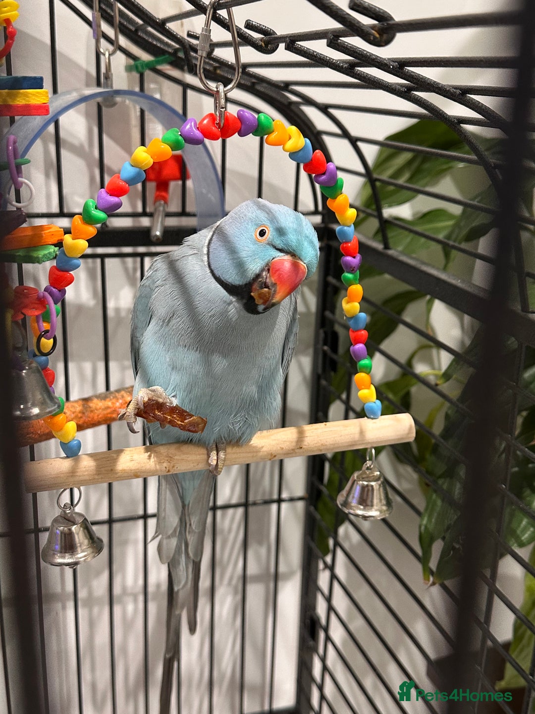 Ringnecks birds for sale: Indian Ringneck Parrot  - Advert 1