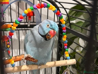 Ringnecks birds Indian Ringneck Parrot - Advert 5