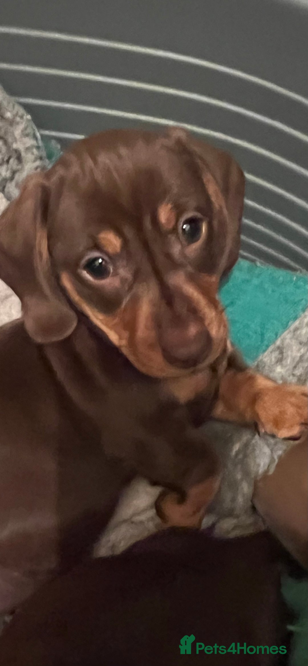 Miniature Dachshund dogs for sale: Playful smooth haired mini dachshunds Ready Now - Image 6