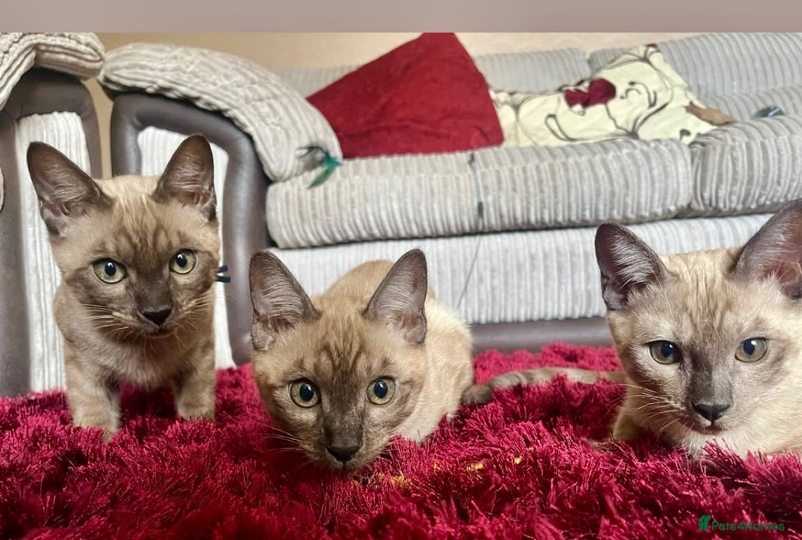 Bengal cats Seal Solid Silver Mink Bengals ❤️ - Advert 2