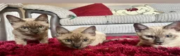 Bengal cats for sale: Seal Solid Silver Mink Bengals ❤️ - Advert 2