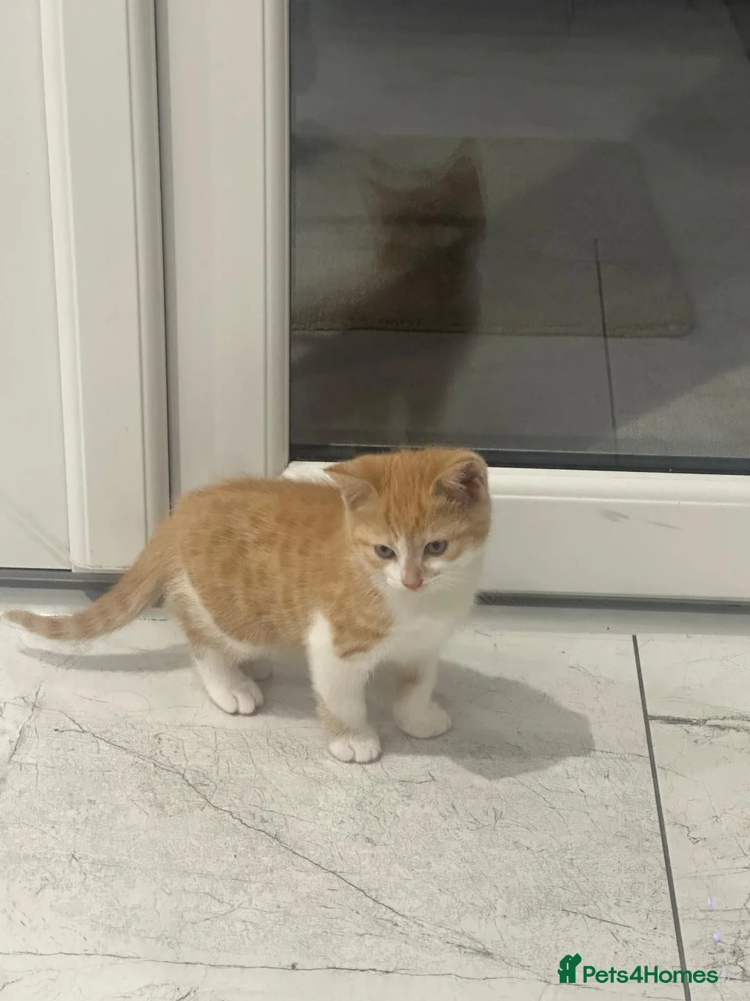 Mixed Breed cats for sale: Bsh x. Kittens - Advert 2