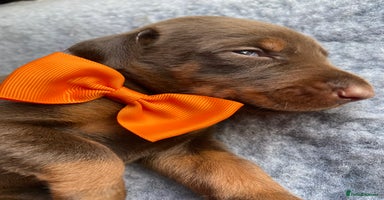Dobermann dogs - Advert 8