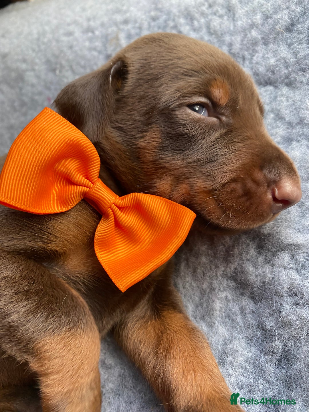 Dobermann dogs for sale: KC REGISTERED HEALTH TESTED DOBERMAN PUPS - Image 3