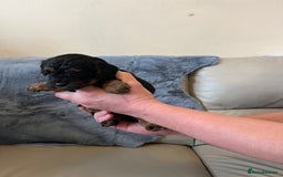 Shihpoo dogs for sale: beautiful shihpoo litter - Image 26