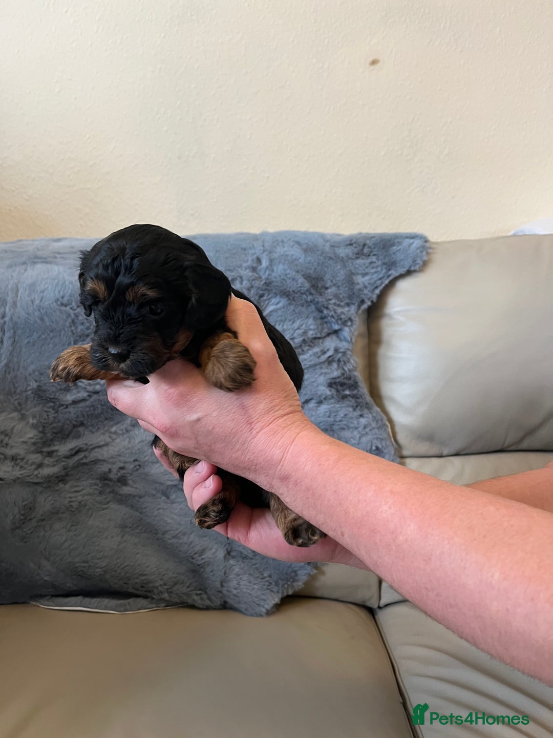 Shihpoo dogs for sale: beautiful shihpoo litter - Image 26