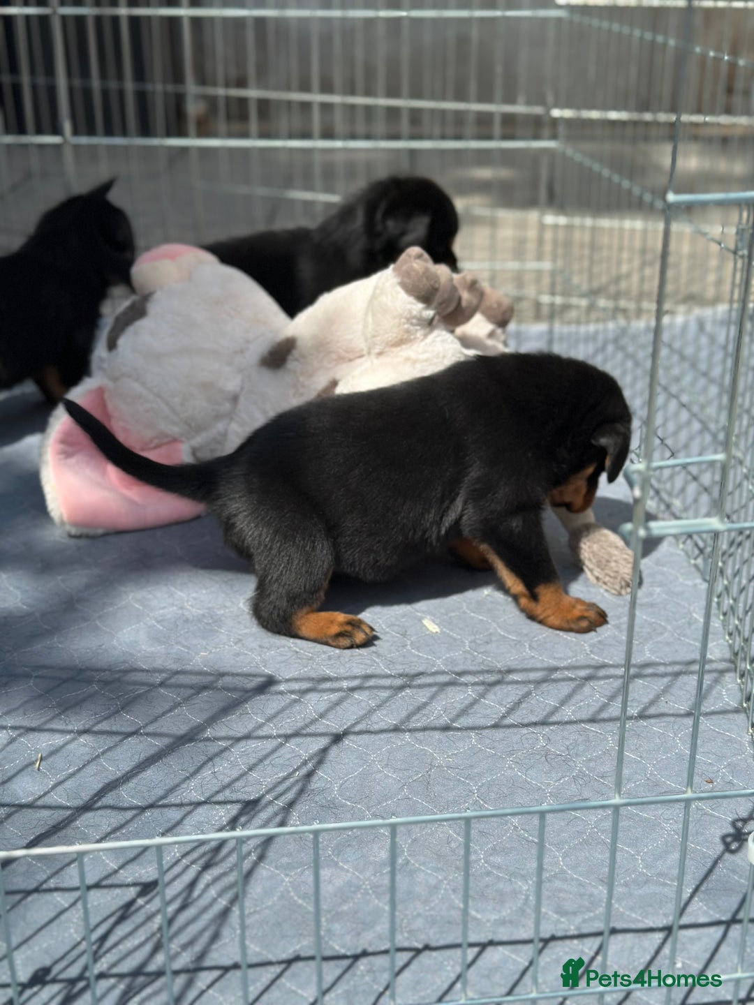 Rottweiler dogs for sale: Exceptional KC Registered Ch bloodline Rottie pups - Advert 6