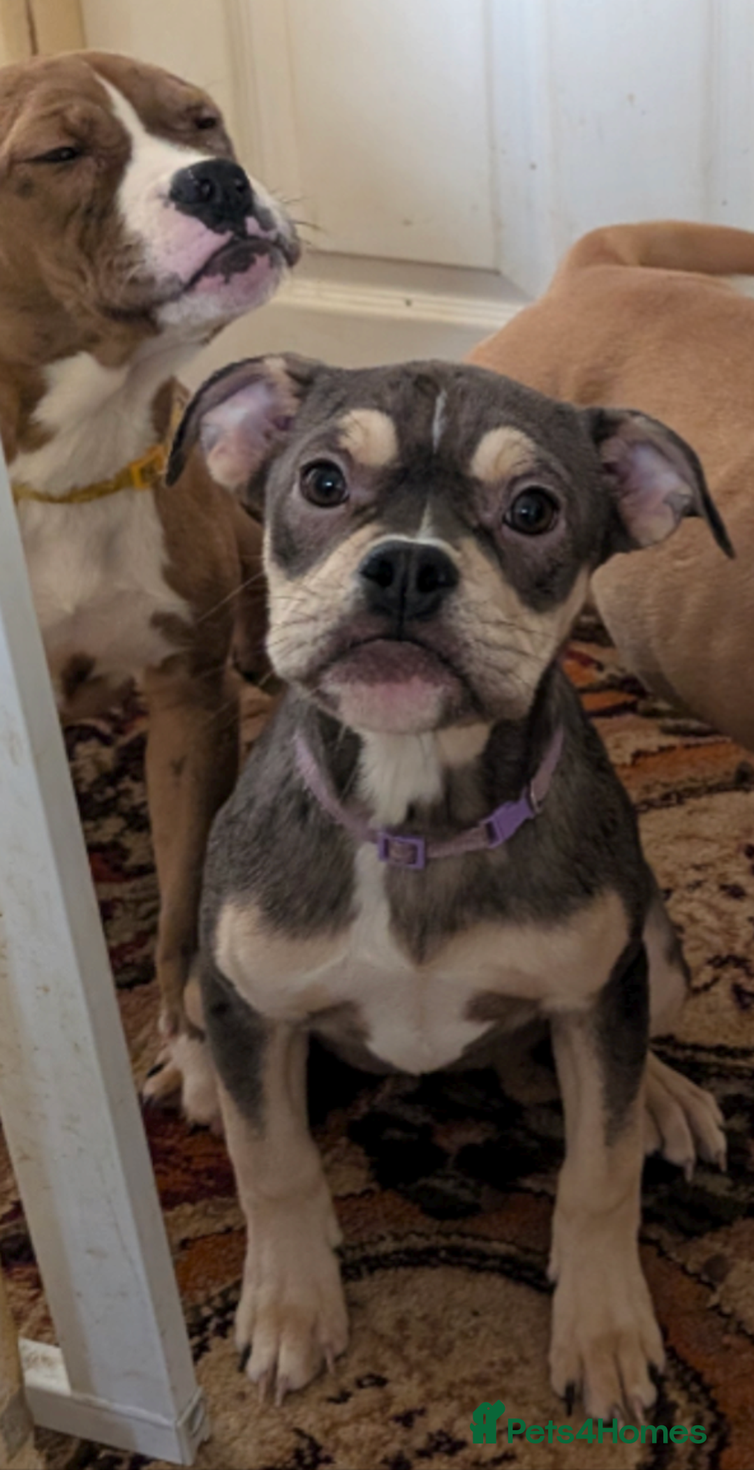 Olde English Bulldogge dogs for sale: Last three females - Advert 1