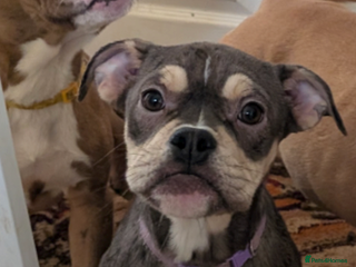 Olde English Bulldogge dogs Last three females - Advert 1