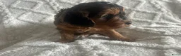 Cockapoo dogs for sale: Ready to leave Cockerpoo Puppies F1 - Advert 21