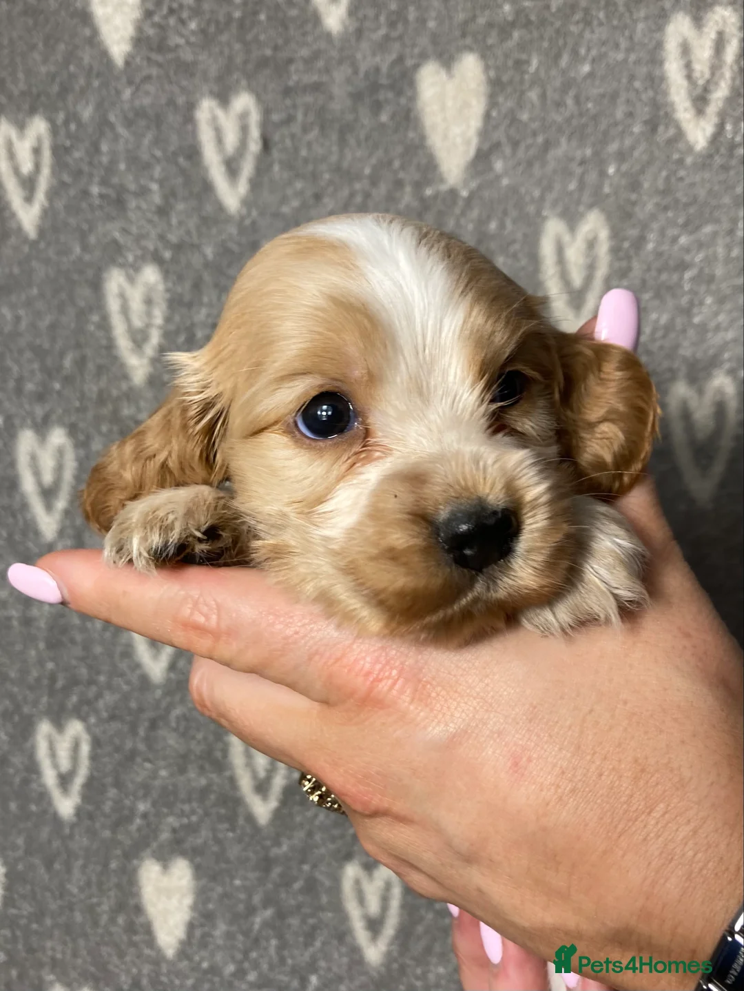 Cocker Spaniel dogs for sale: Show type cocker spaniels  - Advert 8