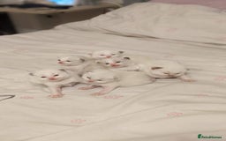 Ragdoll cats for stud: GCCF & TICA BLUE BICOLOUR RAGDOLL STUD  in Gravesend - Image 3