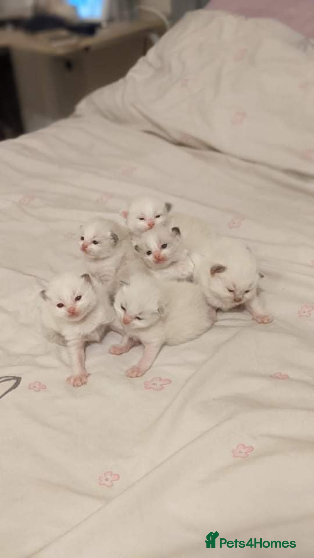 Ragdoll cats for stud: GCCF & TICA BLUE BICOLOUR RAGDOLL STUD  in Gravesend - Image 3