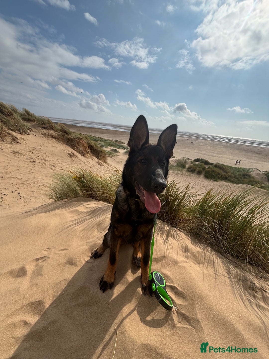 German Shepherd dogs for sale: Sable German shepherd for sale - Image 2