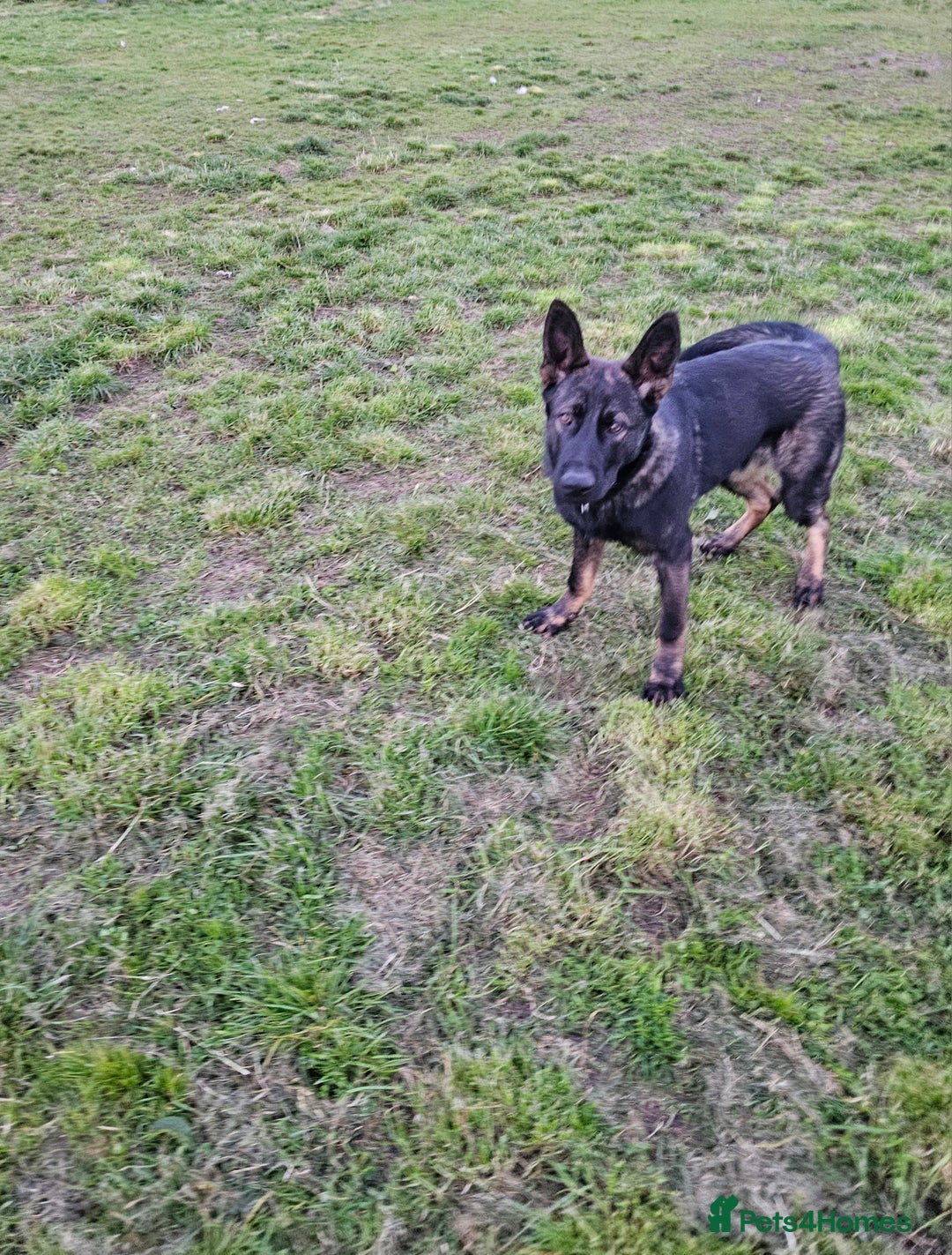German Shepherd dogs for sale: Trained, Exceptional Working Line GSD  - Image 6