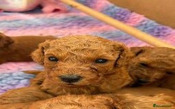 Cavapoo dogs for sale: Fox RED Cavapoo Puppies - Image 3